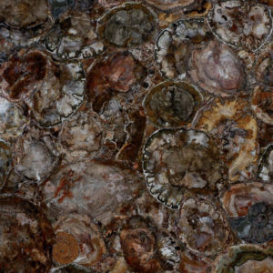 Натуральный камень, Полудрагоценный камень Petrified Wood, фото 1